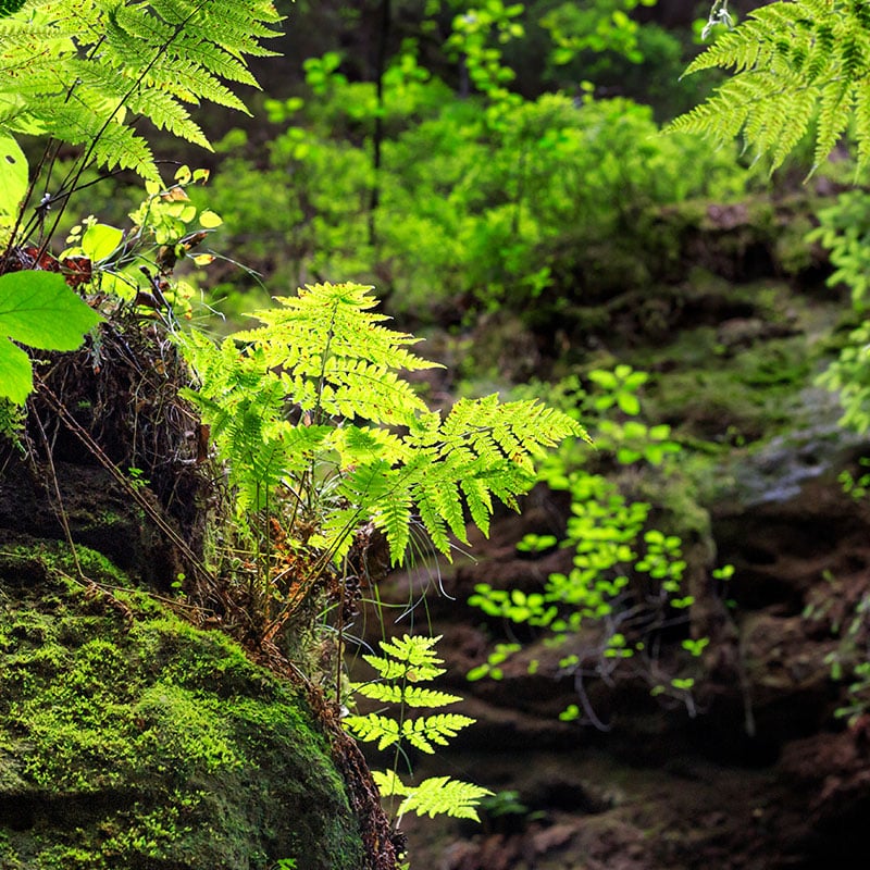 wald-natur-wandern-praxis-natura-2