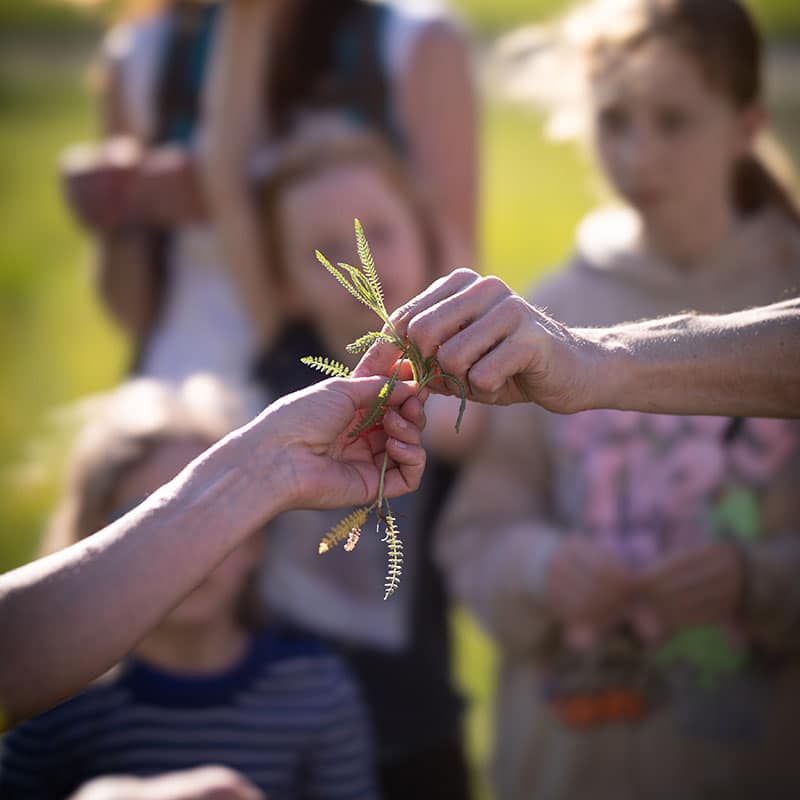 Kräuterlehre Praxis Natura Pörtschach